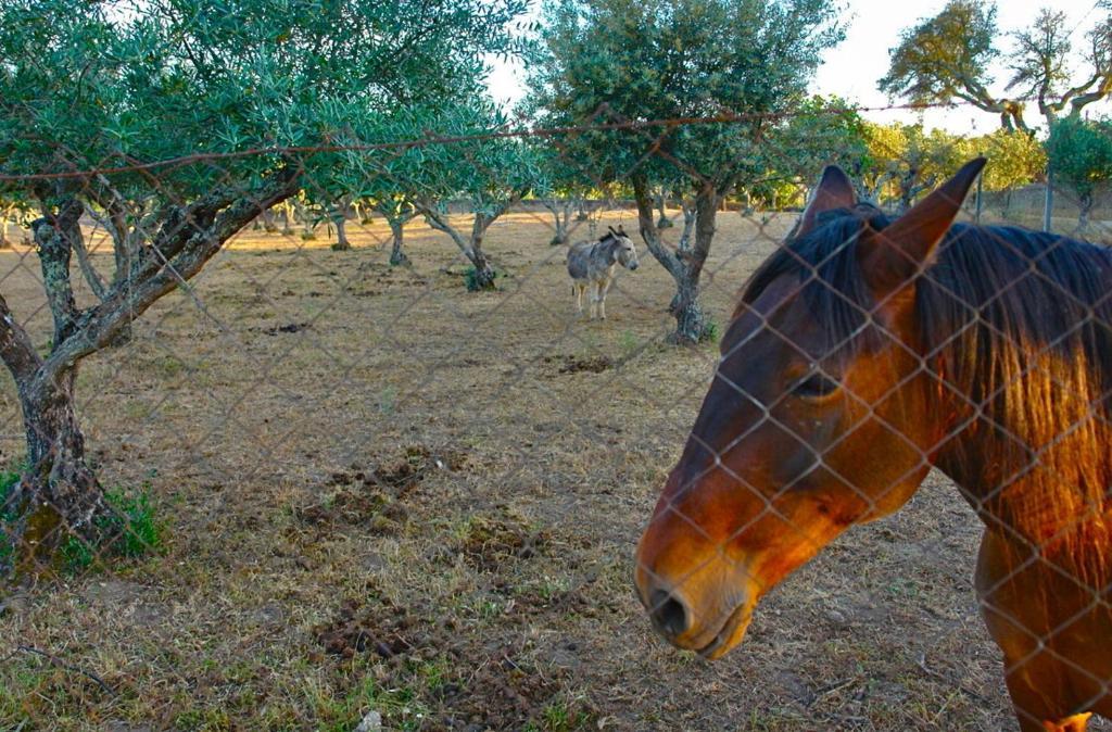 Quinta Da Bela Vista Lejlighed Póvoa e Meadas Eksteriør billede