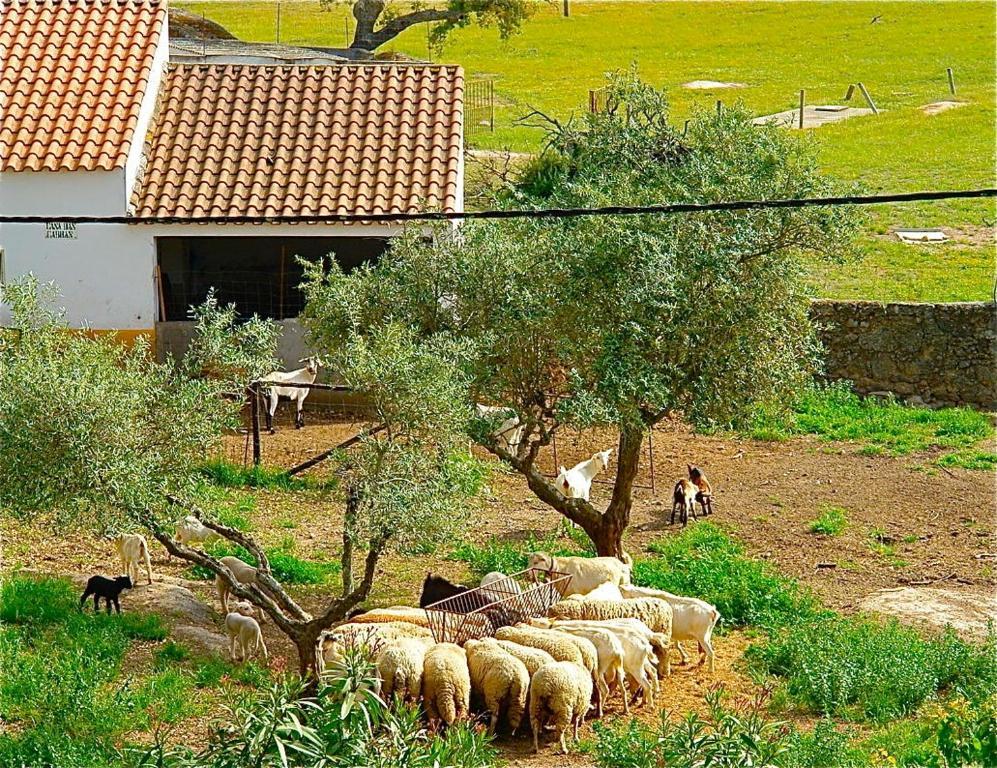 Quinta Da Bela Vista Lejlighed Póvoa e Meadas Eksteriør billede