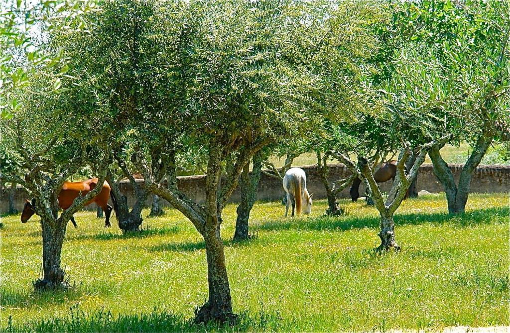 Quinta Da Bela Vista Lejlighed Póvoa e Meadas Eksteriør billede